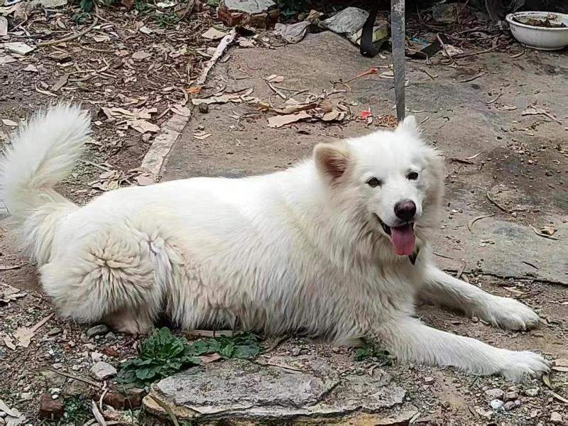 纯种萨摩耶，幼犬，刚满月。会吃狗粮