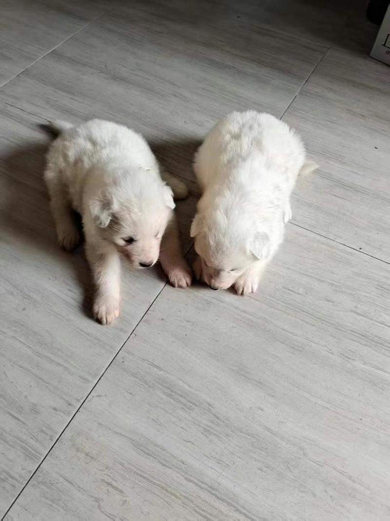 纯种萨摩耶，幼犬，刚满月。会吃狗粮