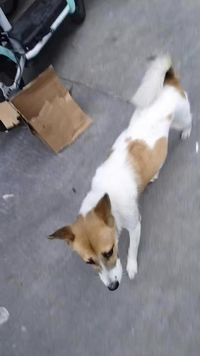 寻狗启事